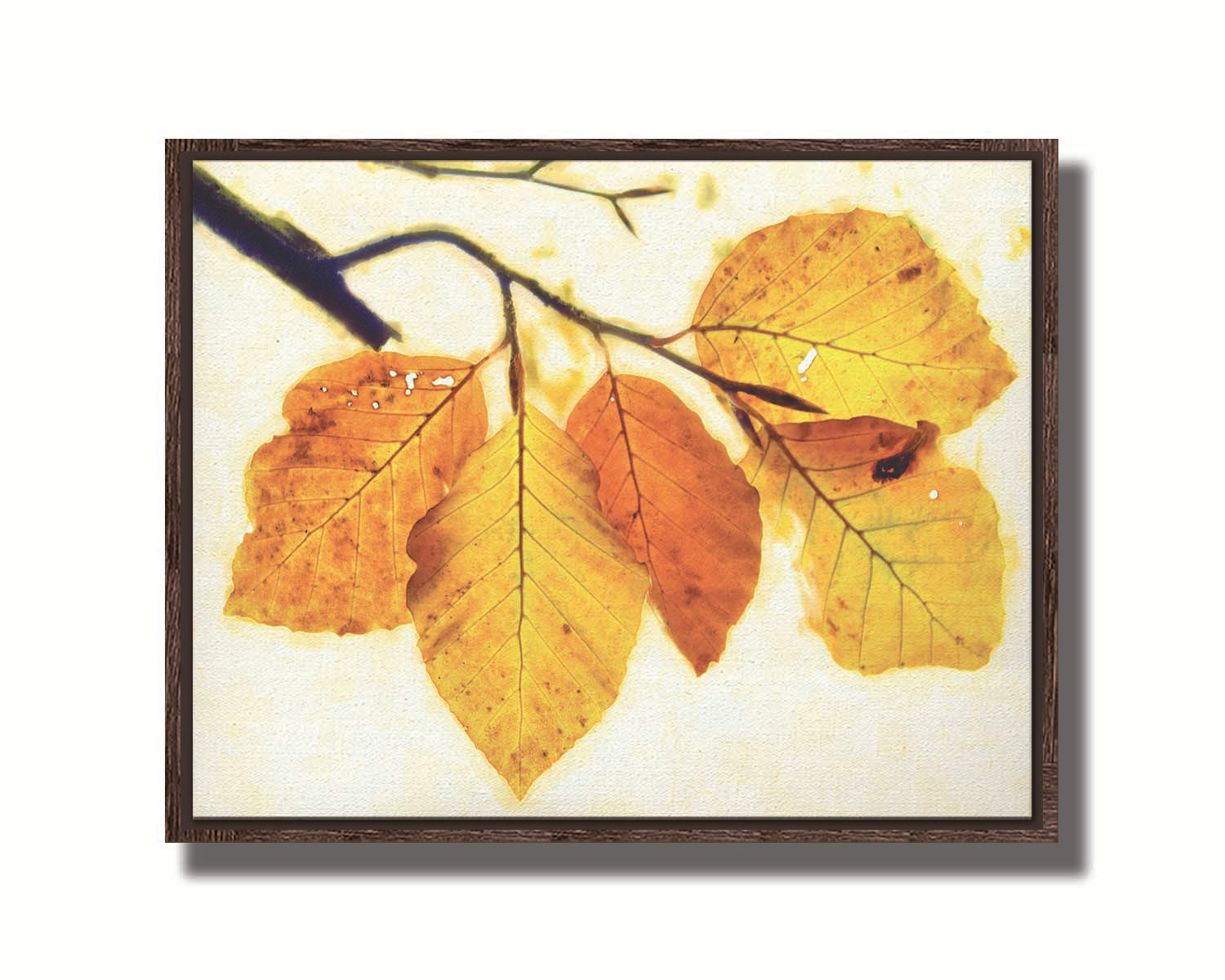 A photo of a twig of orange and yellow leaves on a white background. Printed on canvas in a float frame.