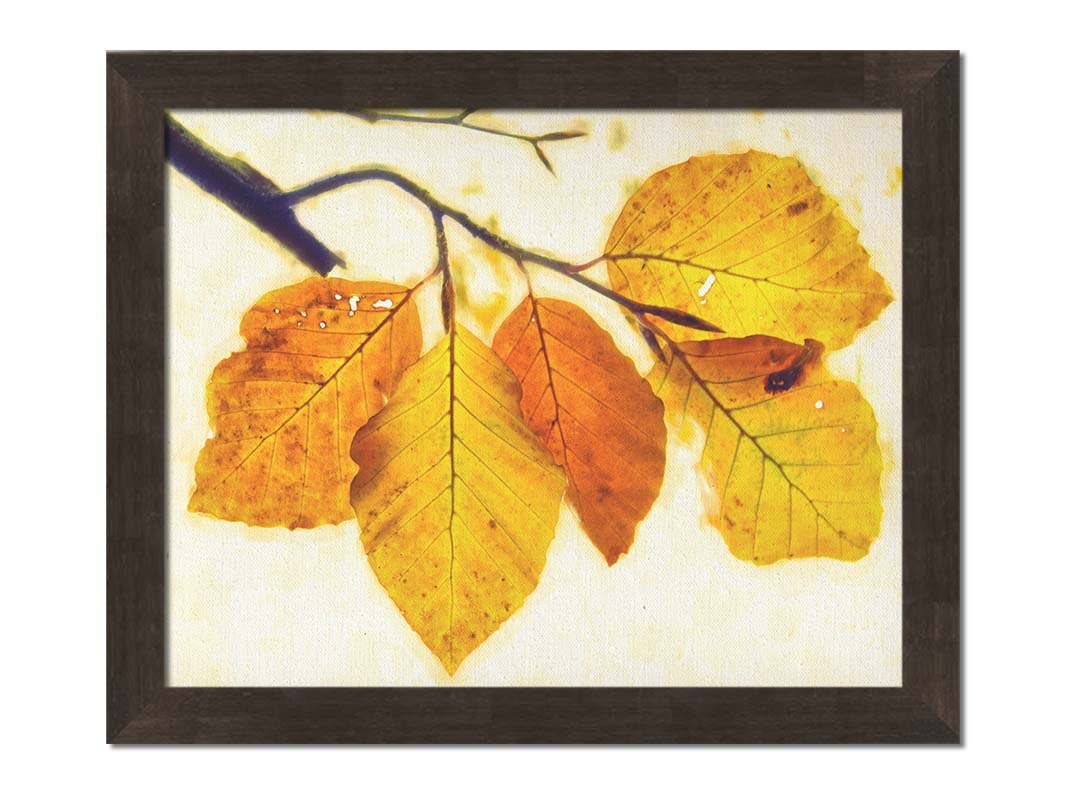 A photo of a twig of orange and yellow leaves on a white background. Printed on canvas and framed.