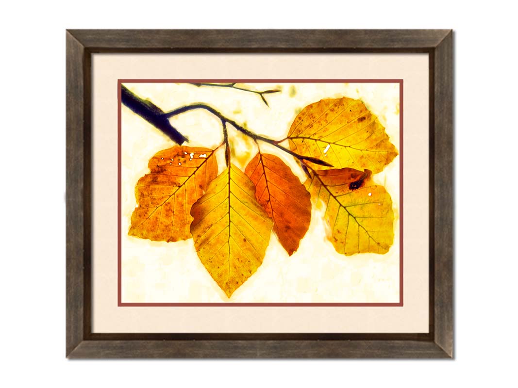 A photo of a twig of orange and yellow leaves on a white background. Printed on paper, matted, and framed.