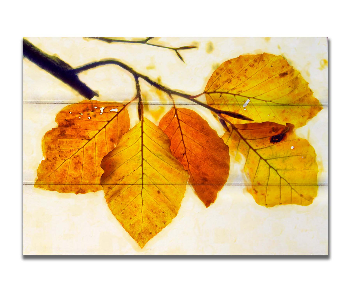 A photo of a twig of orange and yellow leaves on a white background. Printed on a box board.