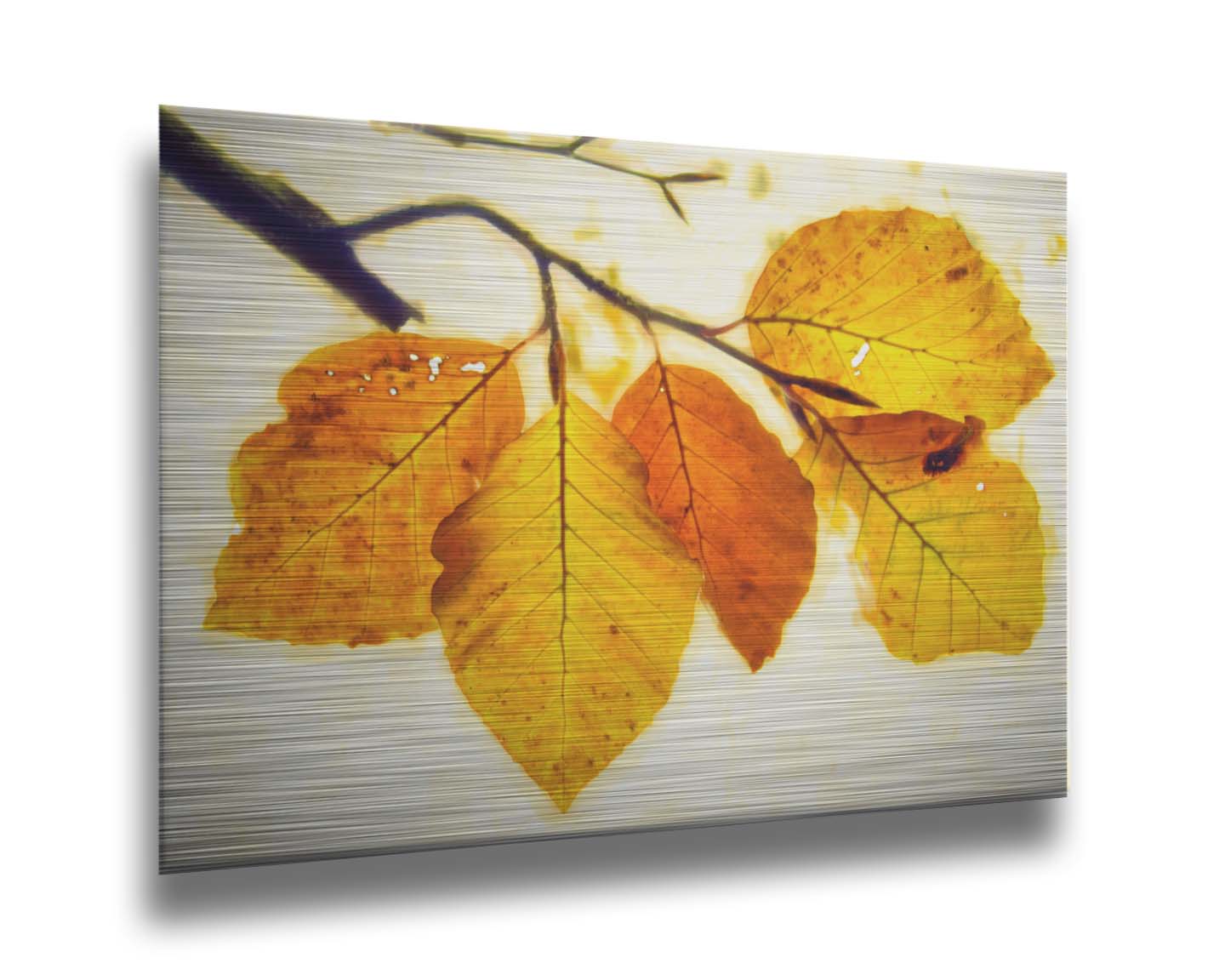 A photo of a twig of orange and yellow leaves on a white background. Printed on metal.