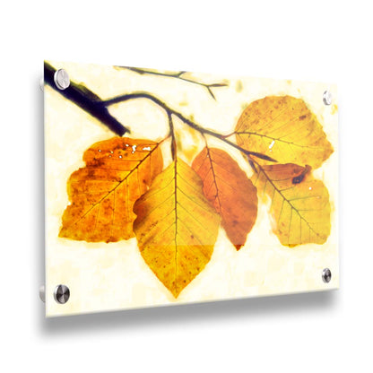 A photo of a twig of orange and yellow leaves on a white background. Printed on acrylic.