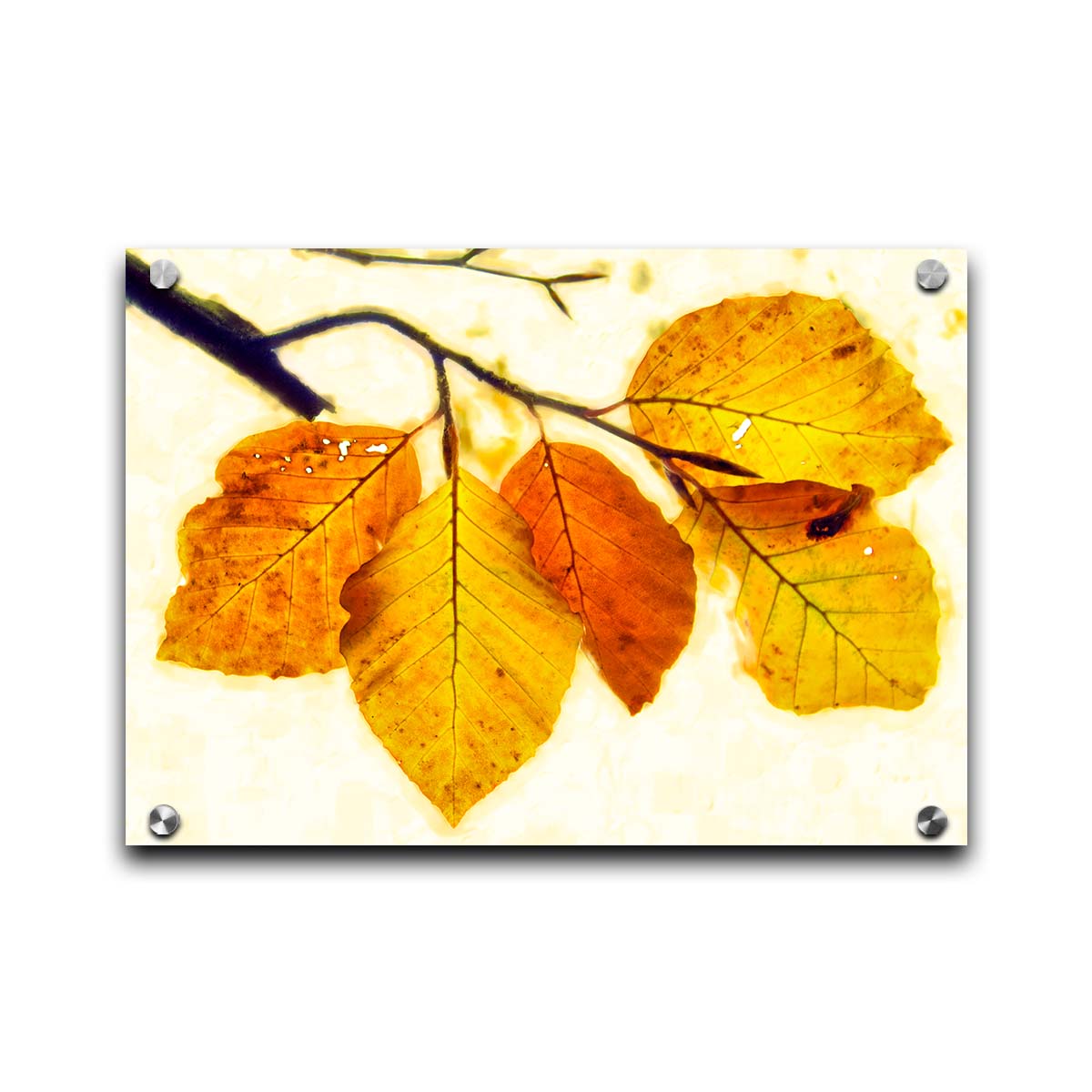 A photo of a twig of orange and yellow leaves on a white background. Printed on acrylic.