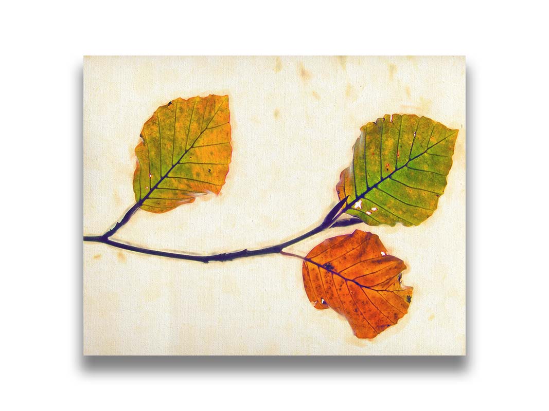 A photo of a twig of green and orange leaves against a white background. Printed on canvas.