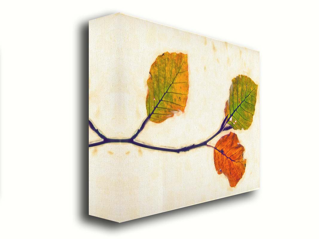 A photo of a twig of green and orange leaves against a white background. Printed on canvas.