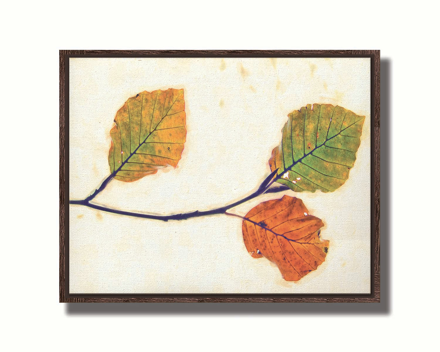 A photo of a twig of green and orange leaves against a white background. Printed on canvas in a float frame.