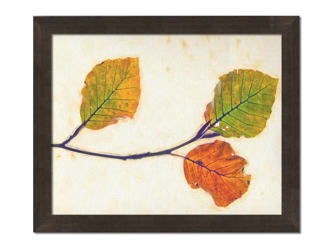 A photo of a twig of green and orange leaves against a white background. Printed on canvas and framed.