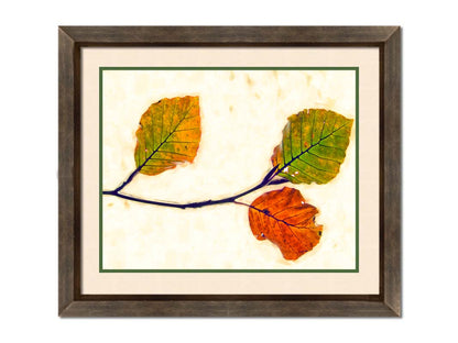 A photo of a twig of green and orange leaves against a white background. Printed on paper, matted, and framed.