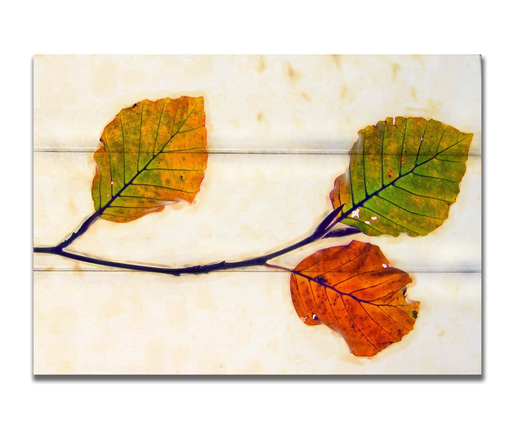 A photo of a twig of green and orange leaves against a white background. Printed on a box board.