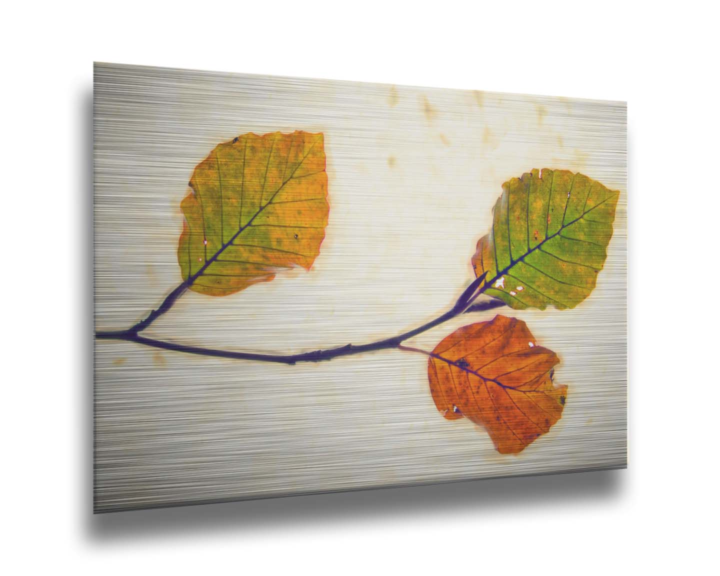 A photo of a twig of green and orange leaves against a white background. Printed on metal.