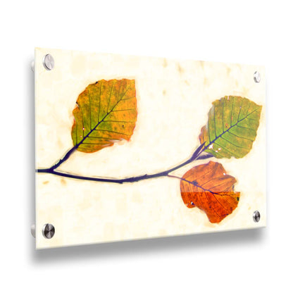 A photo of a twig of green and orange leaves against a white background. Printed on acrylic.