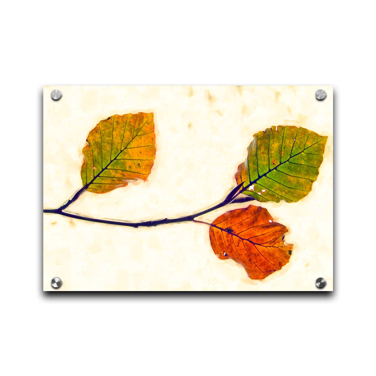 A photo of a twig of green and orange leaves against a white background. Printed on acrylic.