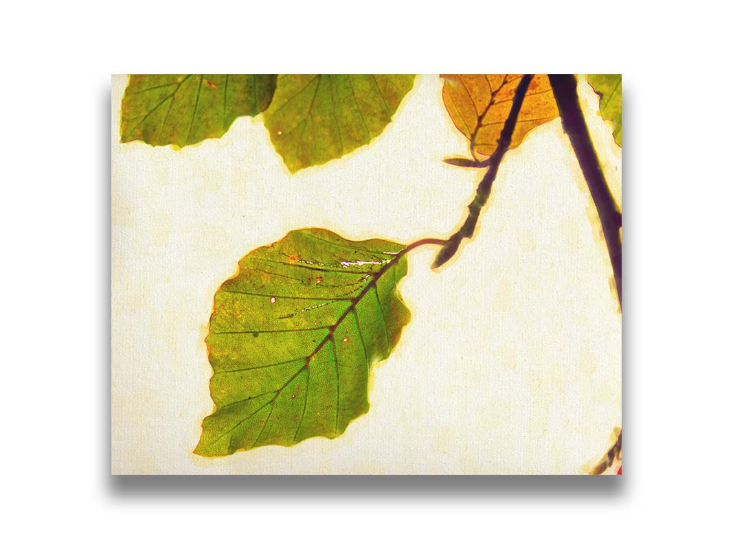 A photo of a twig of green and yellow leaves on a white background. Printed on canvas.