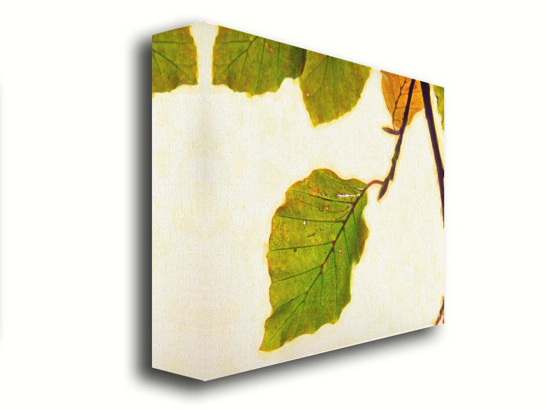 A photo of a twig of green and yellow leaves on a white background. Printed on canvas.