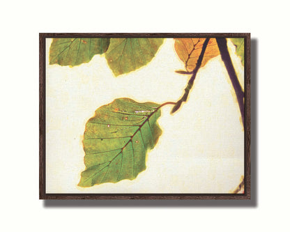 A photo of a twig of green and yellow leaves on a white background. Printed on canvas in a float frame.