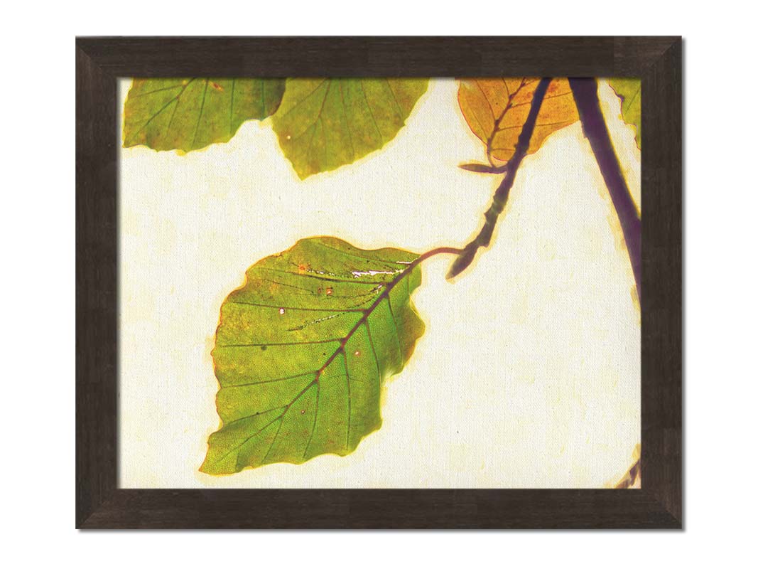 A photo of a twig of green and yellow leaves on a white background. Printed on canvas and framed.