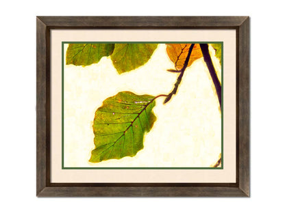 A photo of a twig of green and yellow leaves on a white background. Printed on paper, matted, and framed.