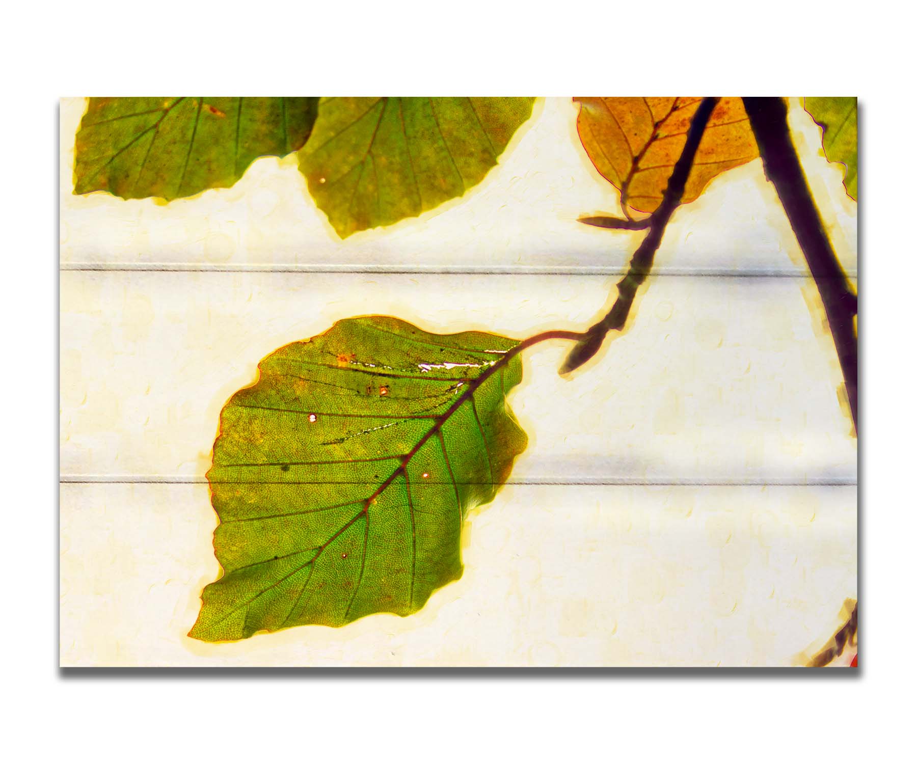 A photo of a twig of green and yellow leaves on a white background. Printed on a box board.