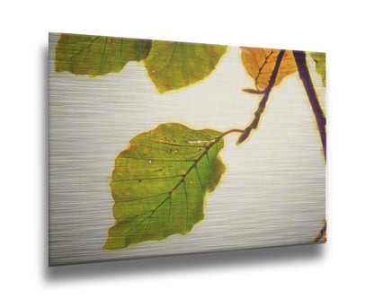 A photo of a twig of green and yellow leaves on a white background. Printed on metal.