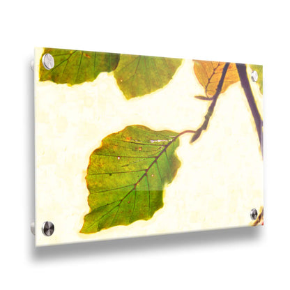 A photo of a twig of green and yellow leaves on a white background. Printed on acrylic.