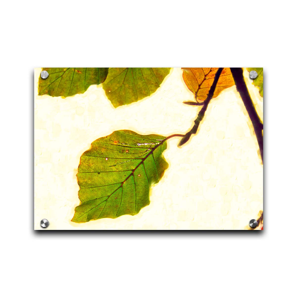 A photo of a twig of green and yellow leaves on a white background. Printed on acrylic.