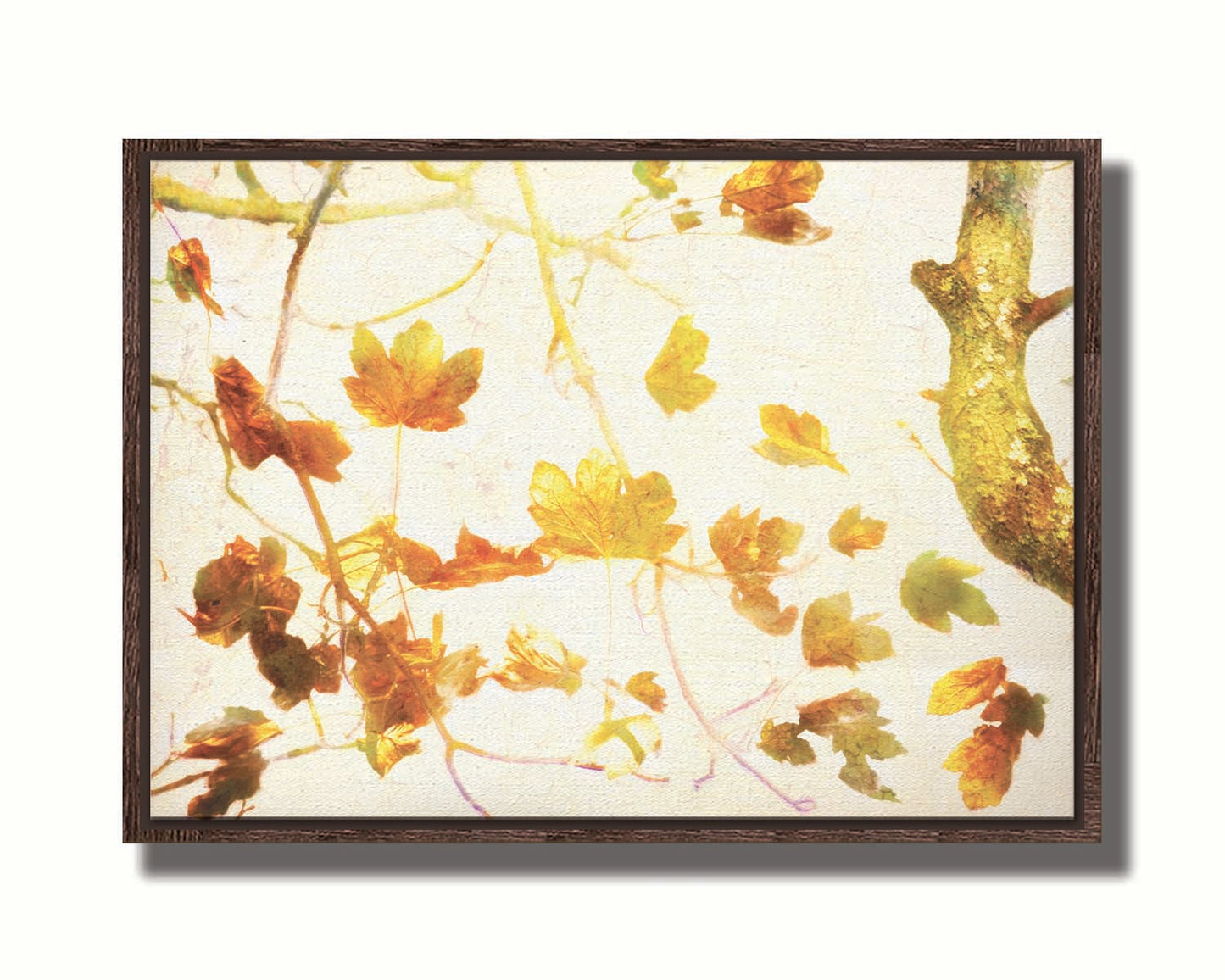 A photo of  leafy branches in yellow against a white background. Printed on canvas in a float frame.