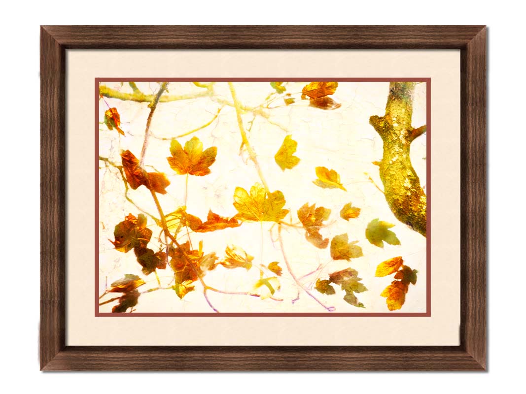 A photo of  leafy branches in yellow against a white background. Printed on paper, matted, and framed.