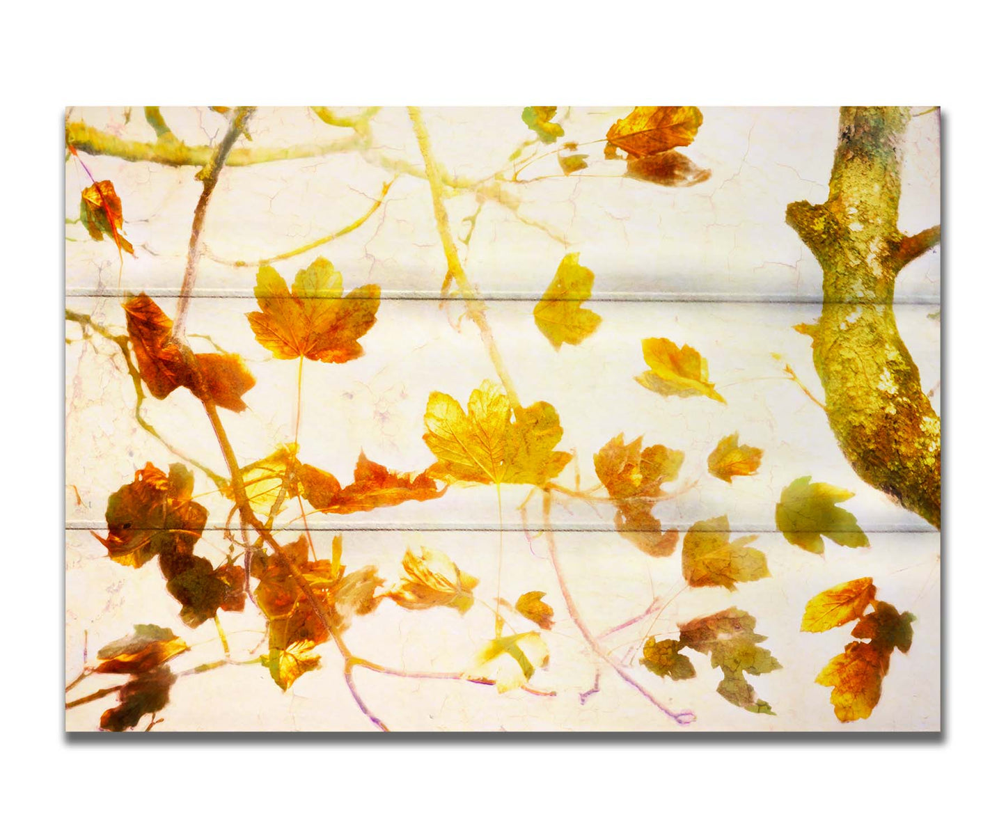 A photo of  leafy branches in yellow against a white background. Printed on a box board.