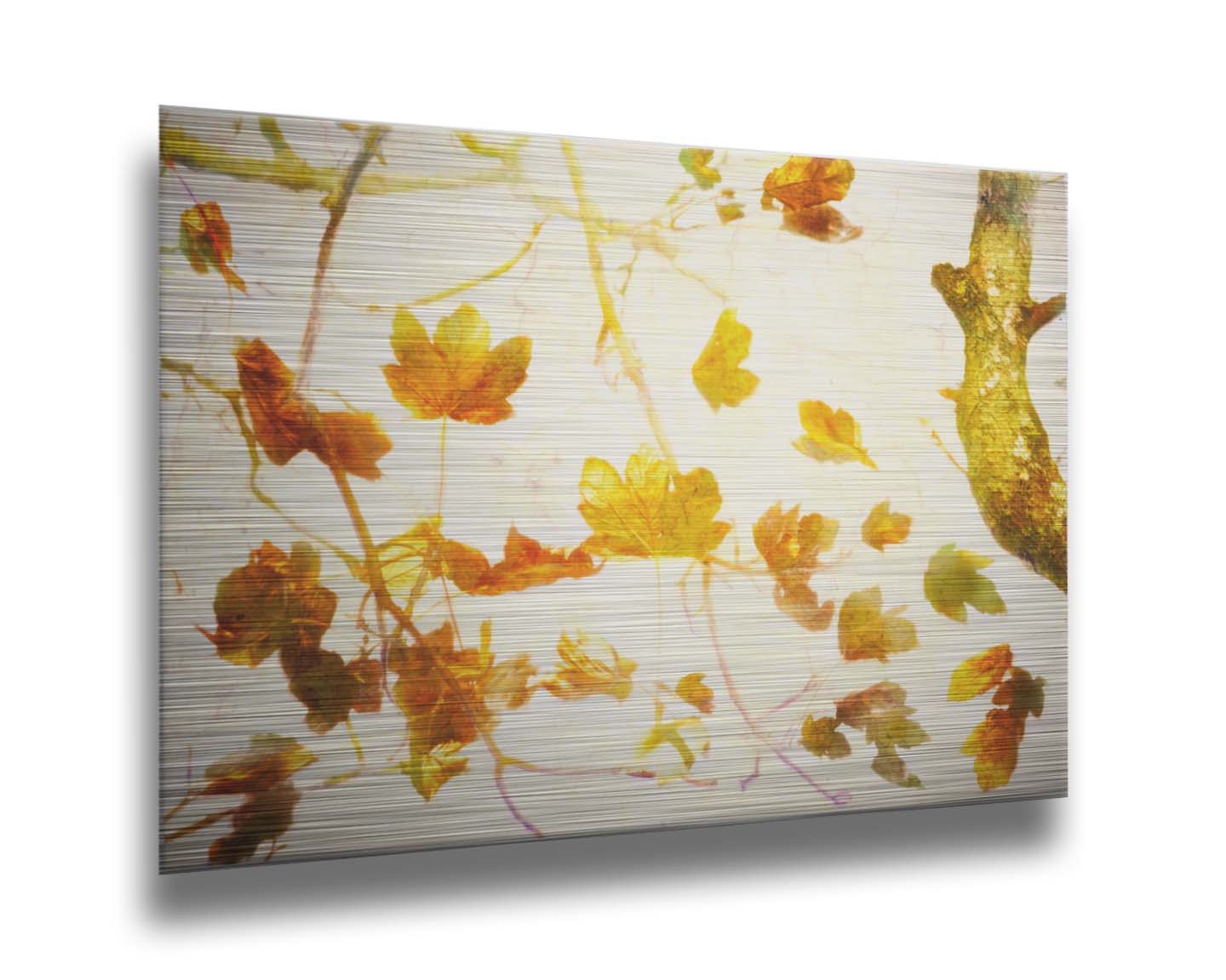 A photo of  leafy branches in yellow against a white background. Printed on metal.