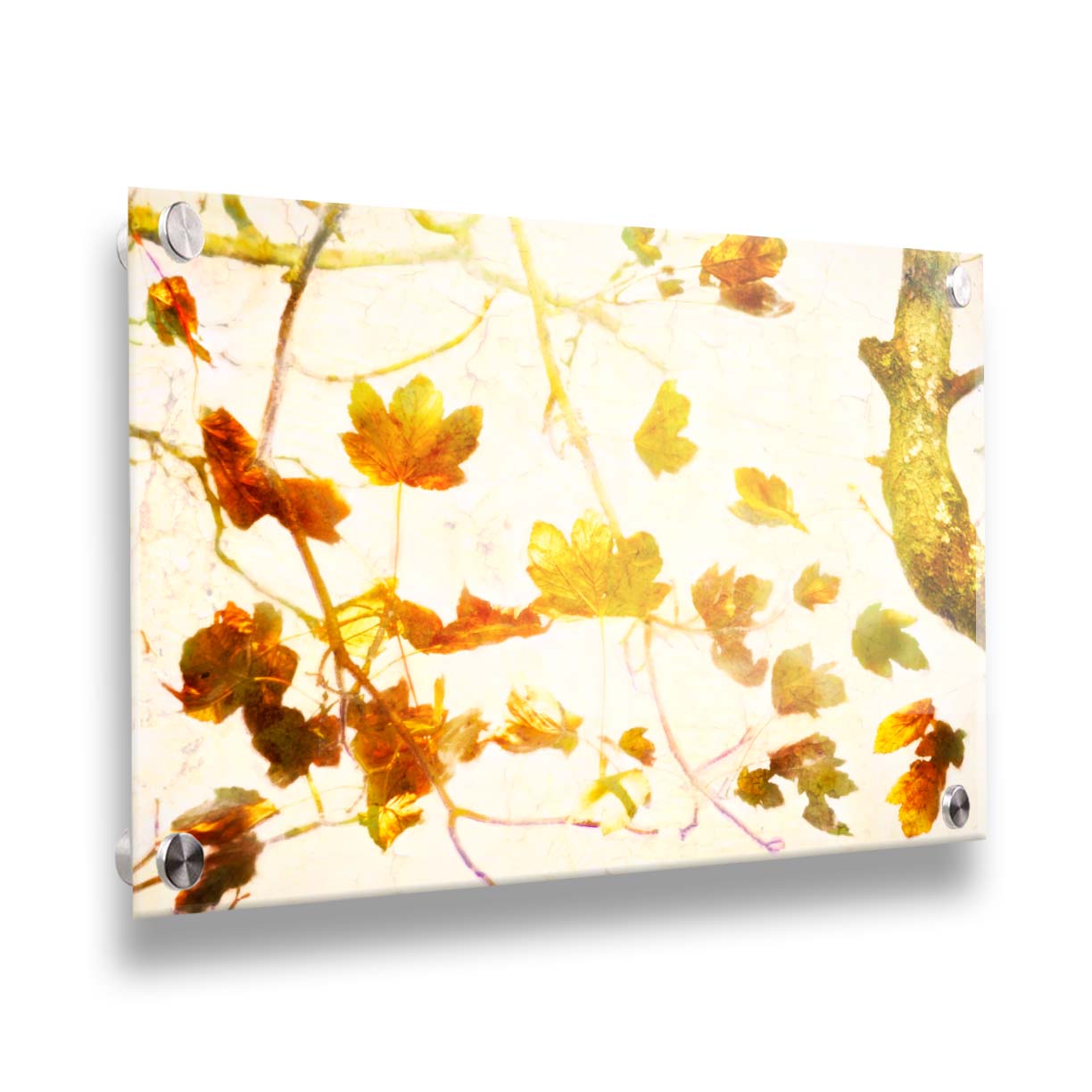 A photo of  leafy branches in yellow against a white background. Printed on acrylic.