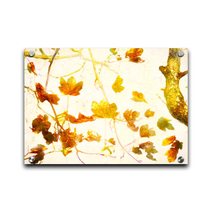 A photo of  leafy branches in yellow against a white background. Printed on acrylic.