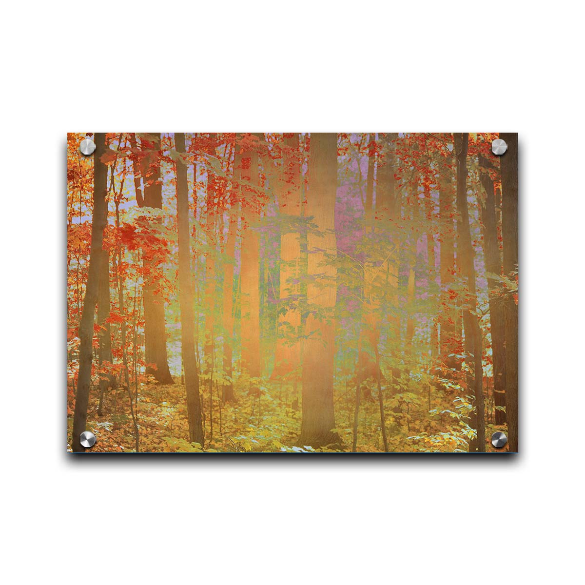 A photo of a forest with red leaves, edited with a color inverion radiating from the center. Printed on acrylic.