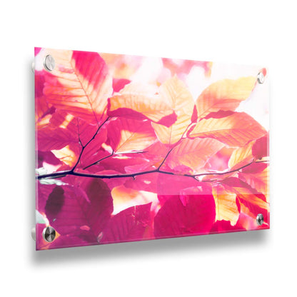 A photo of a branch of leaves in yellow, orange, red, and purple. Edited to have a smooth painterly quality. Printed on canvas.A photo of a branch of leaves in yellow, orange, red, and purple. Edited to have a smooth painterly quality. Printed on acrylic.