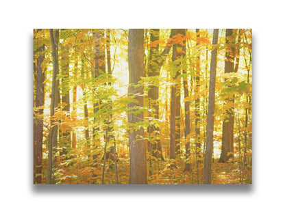 A photo of a forest, its leaves turning yellow and falling to the ground. Printed on canvas.