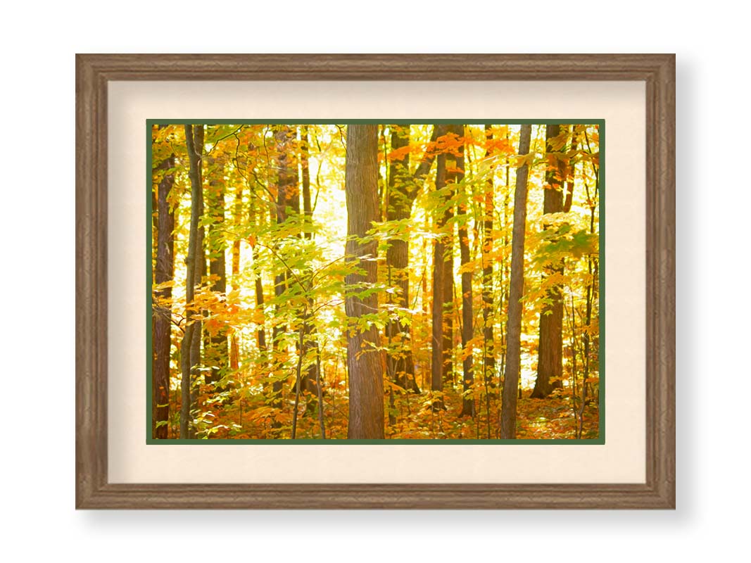 A photo of a forest, its leaves turning yellow and falling to the ground. Printed on paper, matted, and framed.