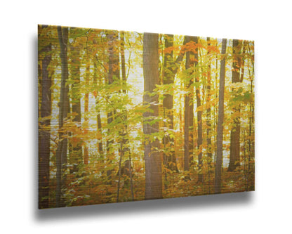 A photo of a forest, its leaves turning yellow and falling to the ground. Printed on metal.