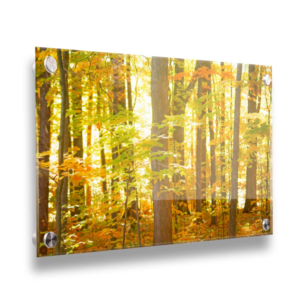 A photo of a forest, its leaves turning yellow and falling to the ground. Printed on acrylic.