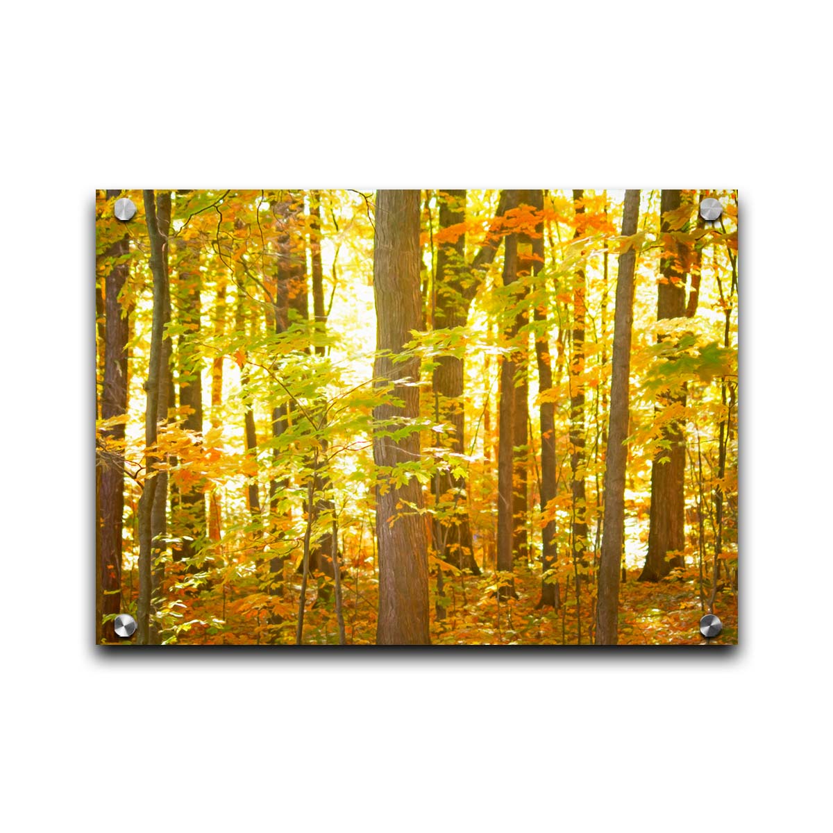 A photo of a forest, its leaves turning yellow and falling to the ground. Printed on acrylic.