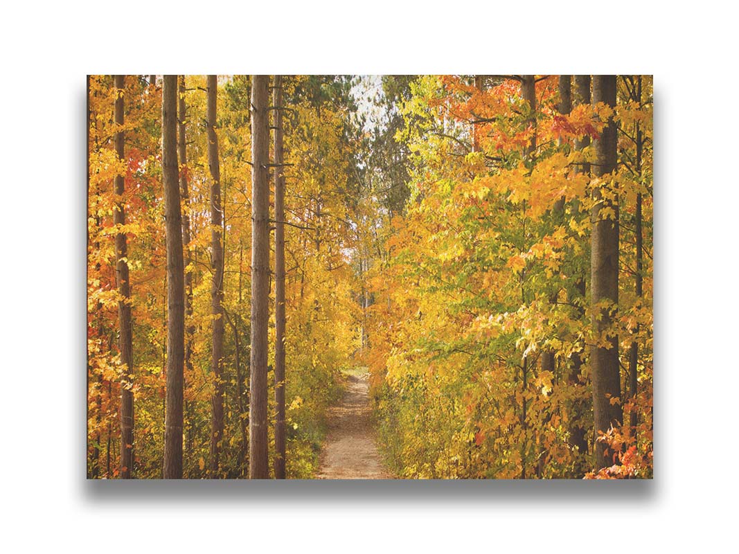 A photo looking down a path through a forest, its trees changing color for fall. Printed on canvas.