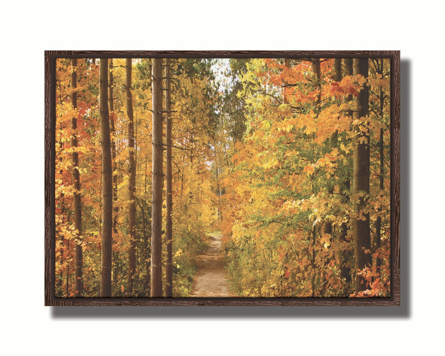 A photo looking down a path through a forest, its trees changing color for fall. Printed on canvas in a float frame.