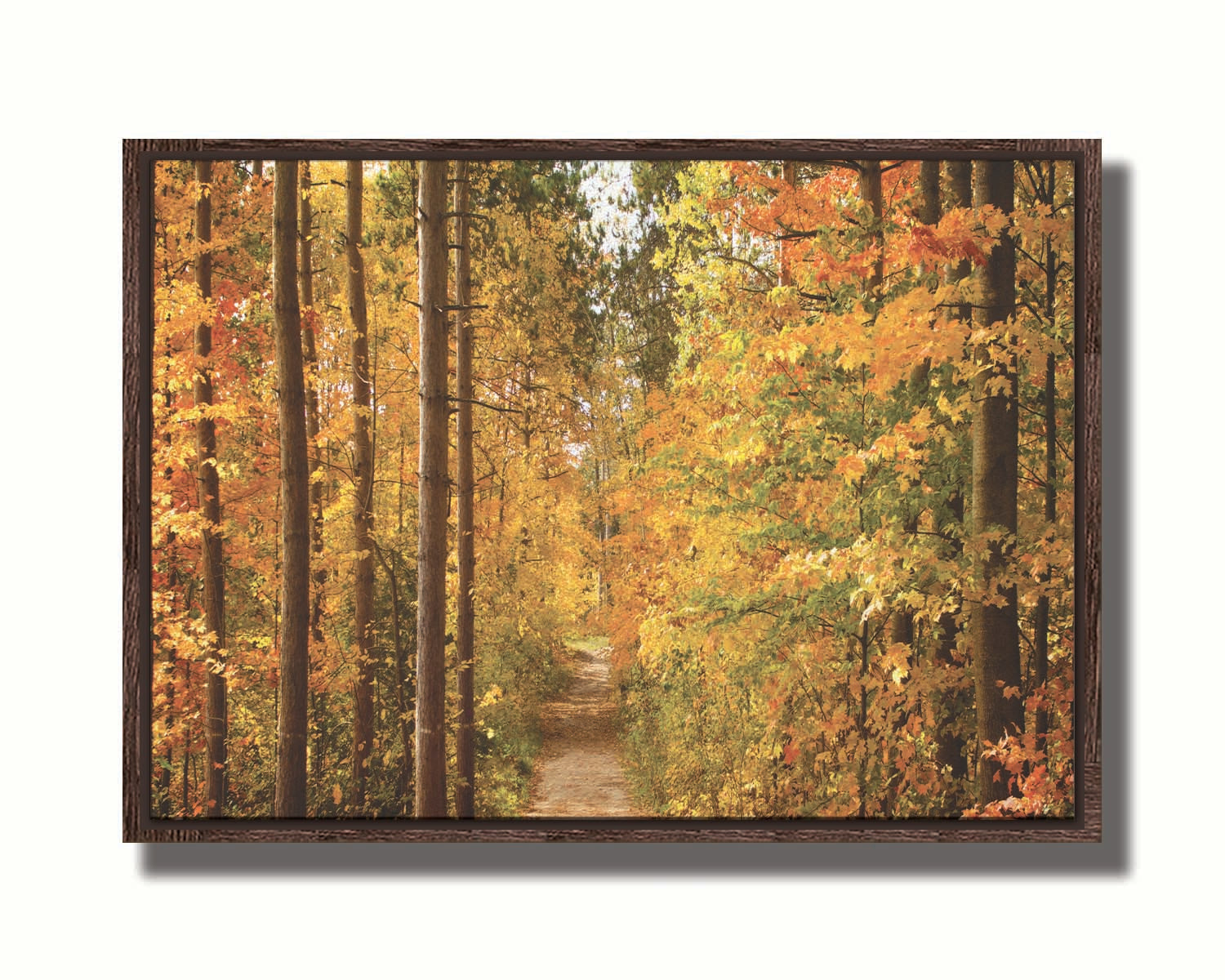 A photo looking down a path through a forest, its trees changing color for fall. Printed on canvas in a float frame.