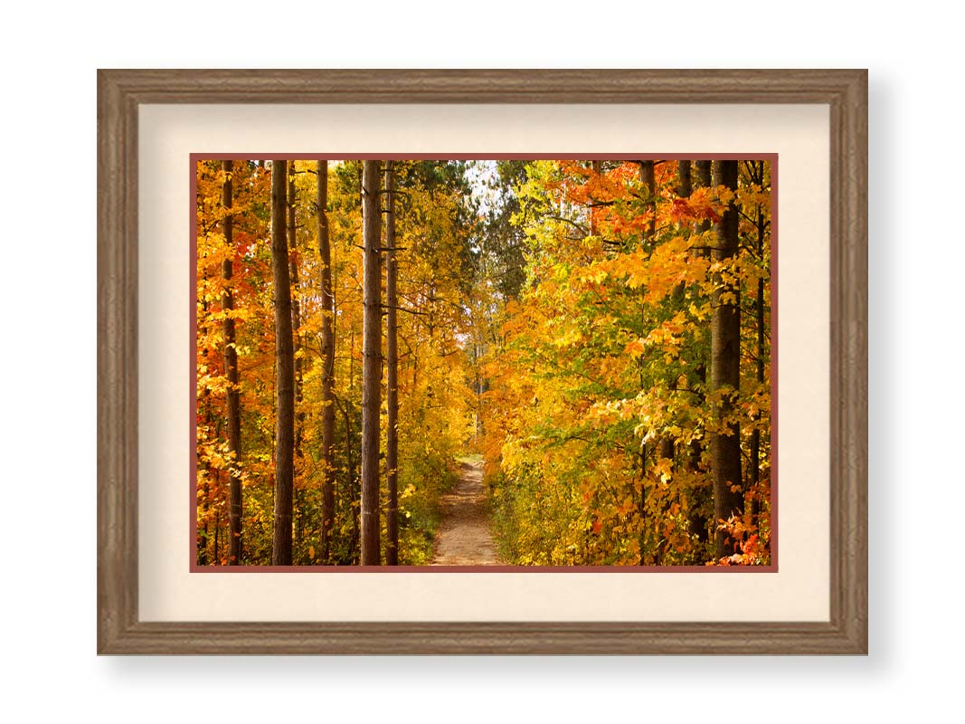 A photo looking down a path through a forest, its trees changing color for fall. Printed on paper, matted, and framed.