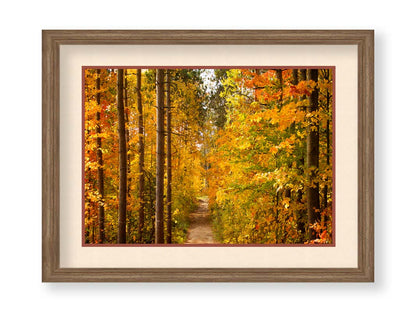 A photo looking down a path through a forest, its trees changing color for fall. Printed on paper, matted, and framed.