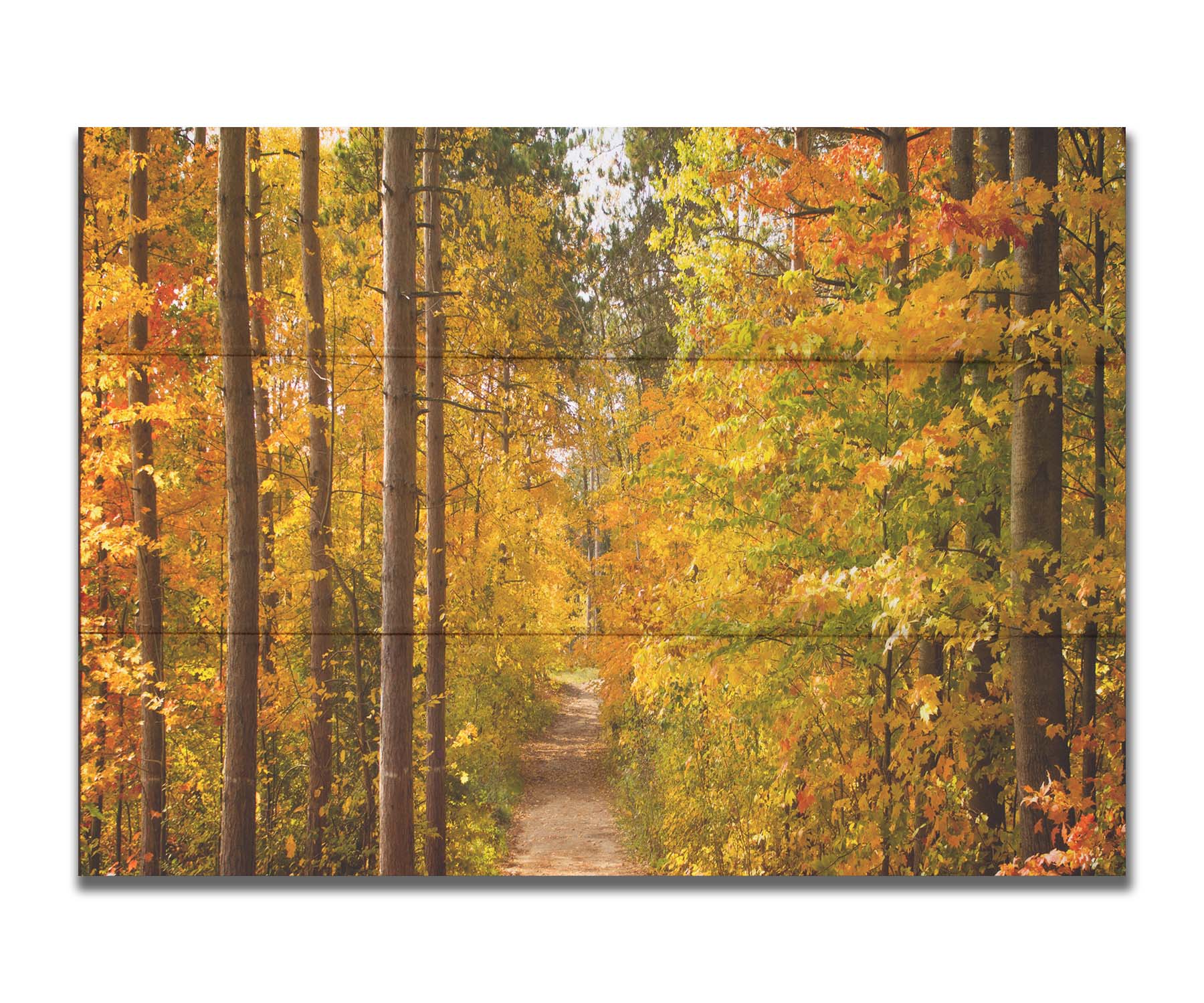 A photo looking down a path through a forest, its trees changing color for fall. Printed on a box board.