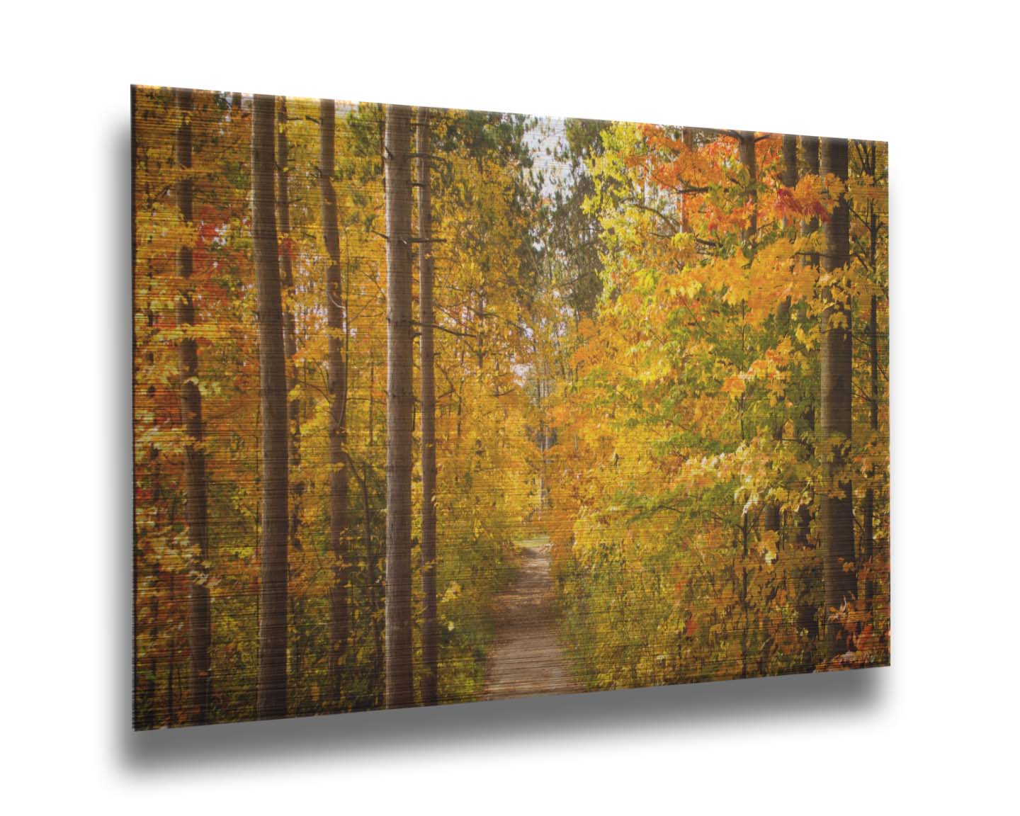 A photo looking down a path through a forest, its trees changing color for fall. Printed on metal.