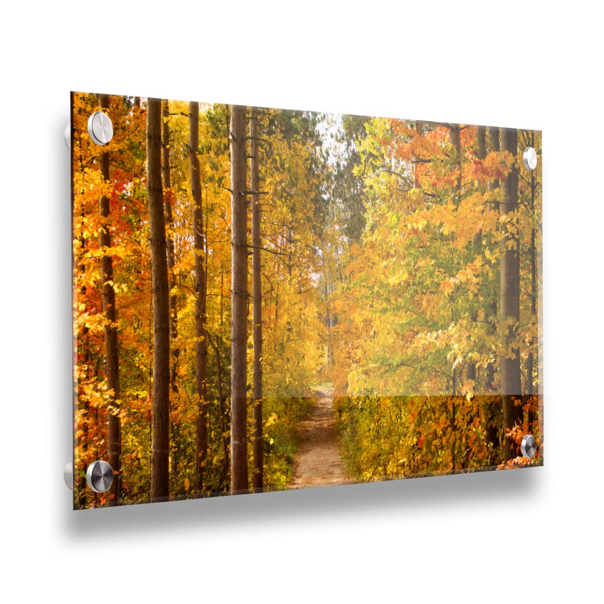 A photo looking down a path through a forest, its trees changing color for fall. Printed on acrylic.