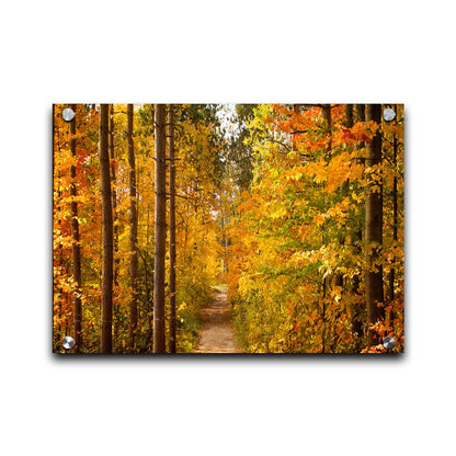 A photo looking down a path through a forest, its trees changing color for fall. Printed on acrylic.