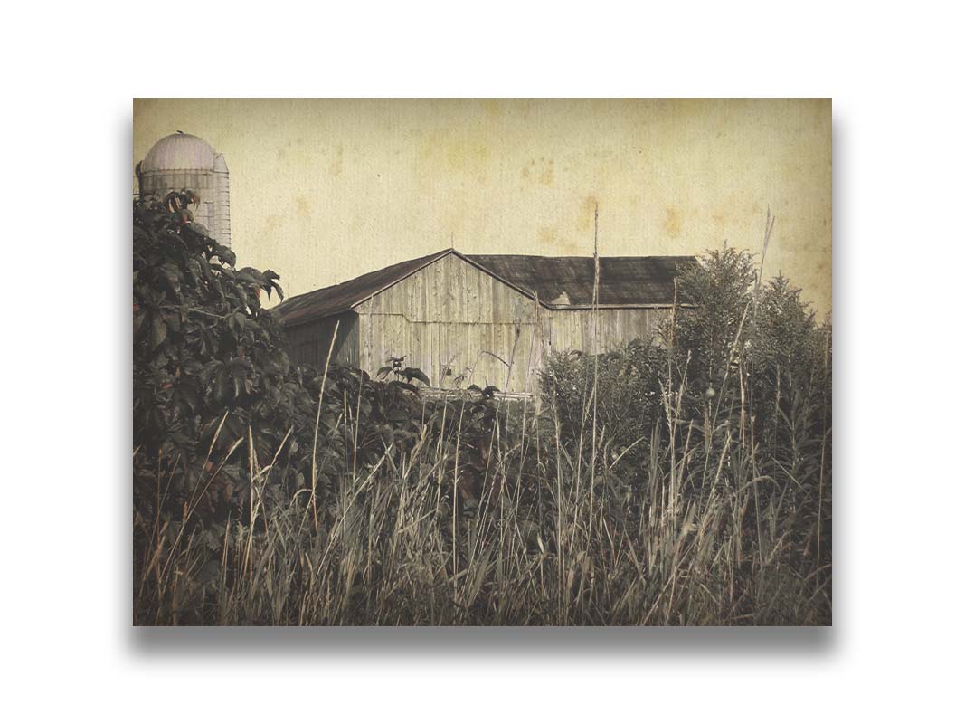 A sepia tone photo of a barn peeking through a foreground of tall grasses and foliage. Printed on canvas.