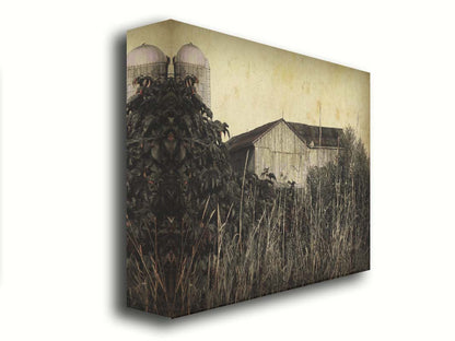 A sepia tone photo of a barn peeking through a foreground of tall grasses and foliage. Printed on canvas.