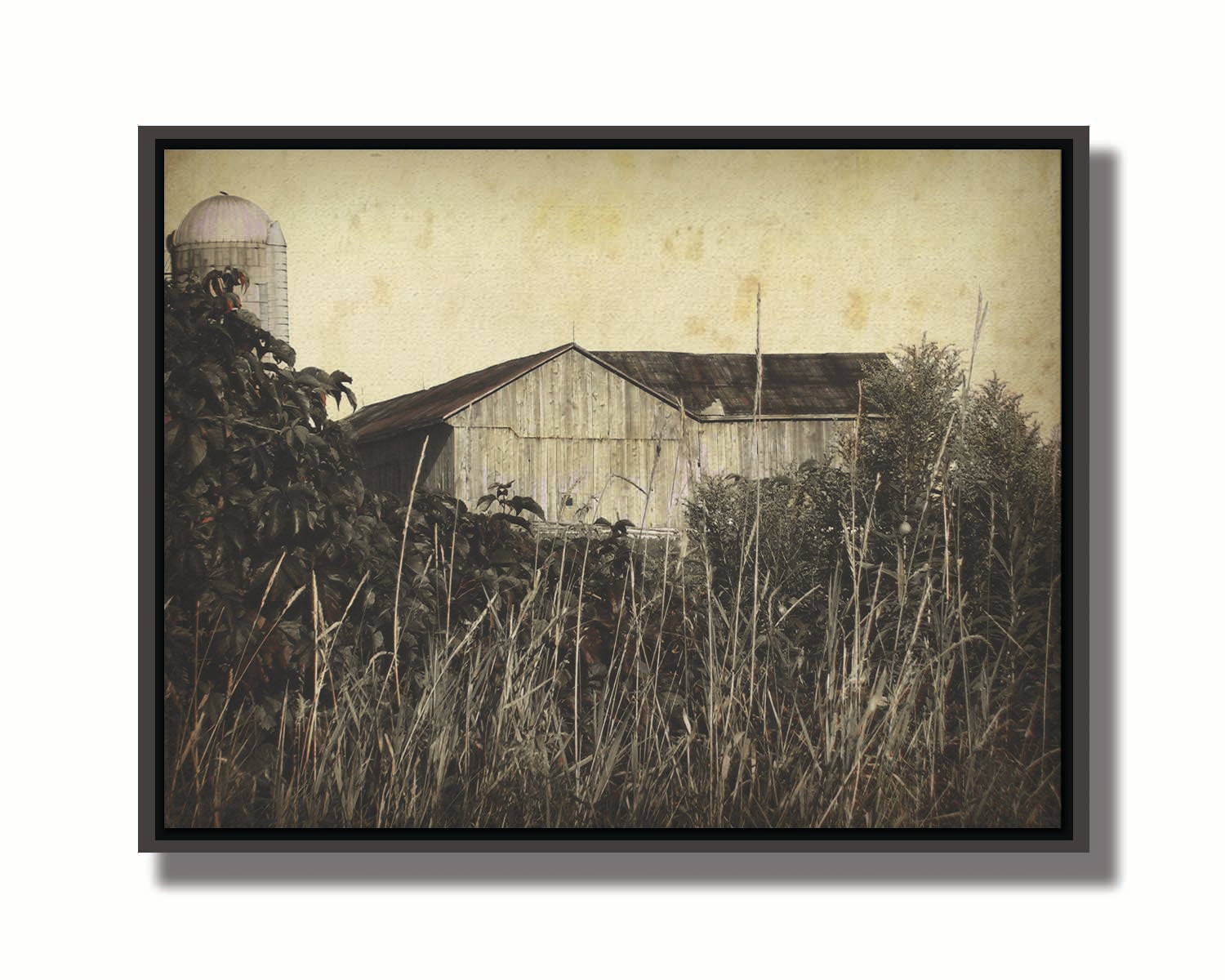 A sepia tone photo of a barn peeking through a foreground of tall grasses and foliage. Printed on canvas in a float frame.